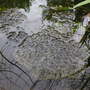 Frog spawn