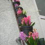Hyacinths (Hyacinthus orientalis (Hyacinth))