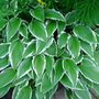 White_edged_hosta_23