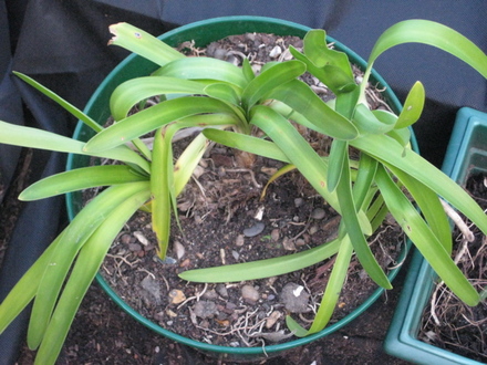 Agapanthus (white)