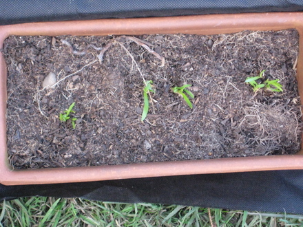 Freesias