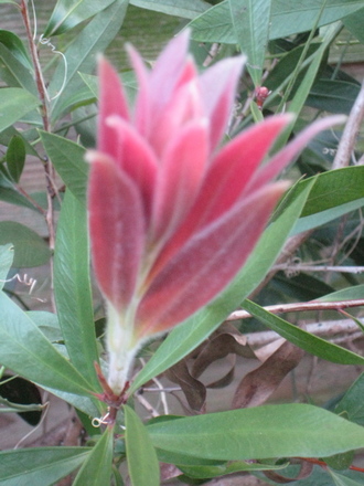 Bottlebrush 