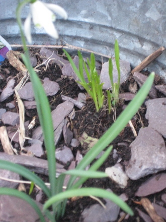 Snow drop