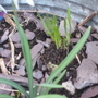 Snow drop