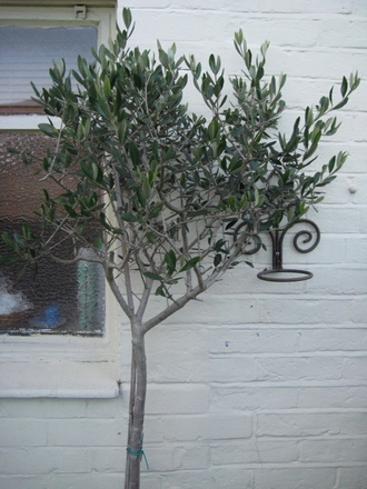 Olive Tree