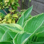 Green_edged_hosta_with_fuschia_behind_23