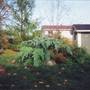 Cardoon
