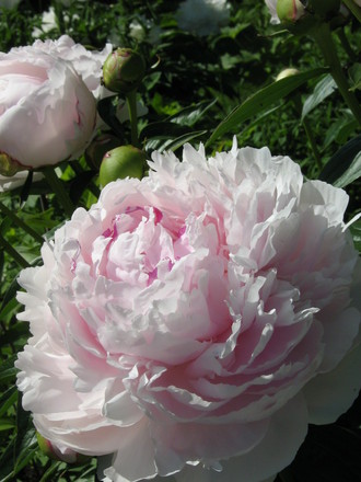 Peonies!!!