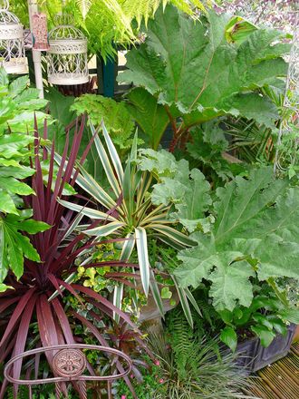 Gunnera growing in a large container (Gunnera manicata (Gunnera))