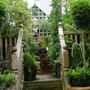 Thuja occidentalis  'Smaragd' Standard (White cedar)