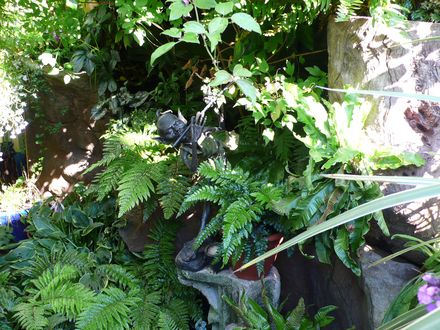 Part of the shady woodland garden (Asplenium scolopendrium (Hart's tongue fern))