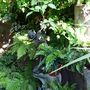 Part of the shady woodland garden (Asplenium scolopendrium (Hart's tongue fern))