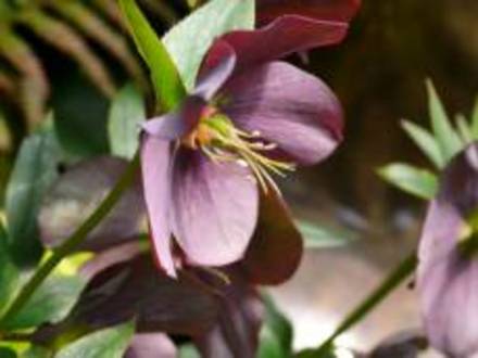 A garden flower photo