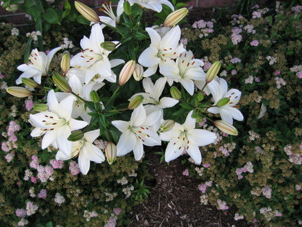 Lilies