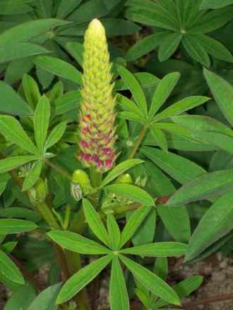 Lupin