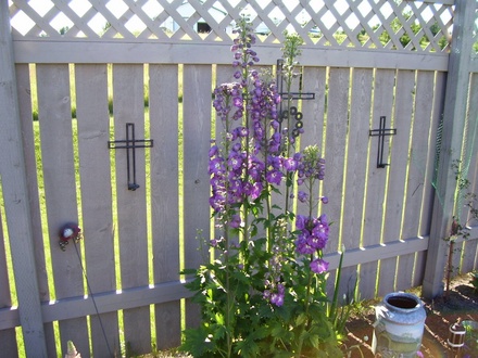 A garden flower photo (Delphenium)