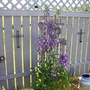 A garden flower photo (Delphenium)