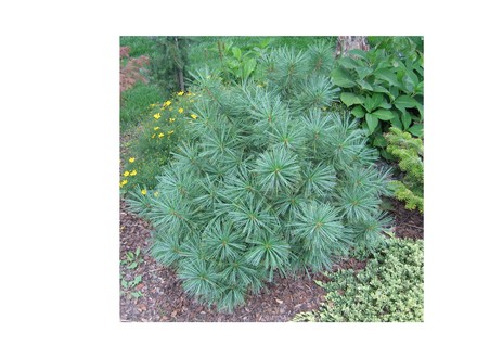 Pinus wallichianna 'Nana'