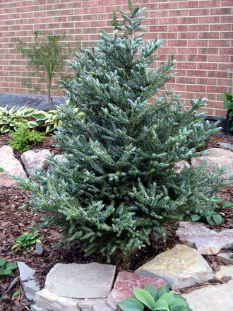 Abies koreana 'Silberlocke'
