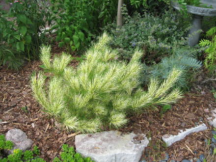 Pinus densiflora 'Burke's Red Variegated'