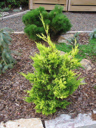 Cupressus  x Leylandii 'Gold Rider'