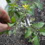 Support for tomato plant
