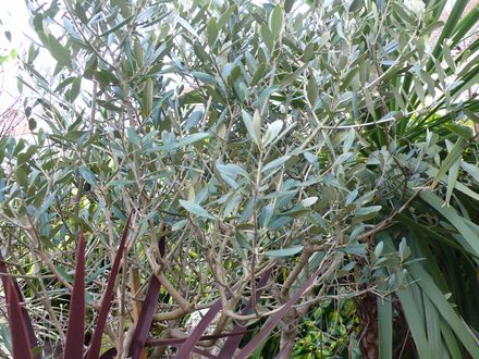 Olive trees (Olea europaea (Aceituna))