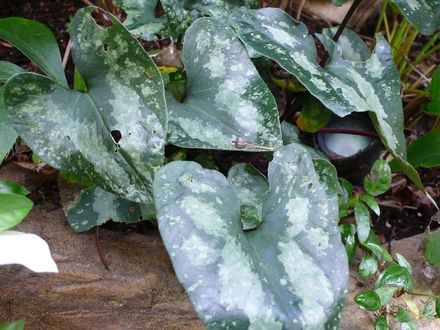 A garden flower photo (asarum splendens Richalps)