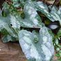 A garden flower photo (asarum splendens Richalps)