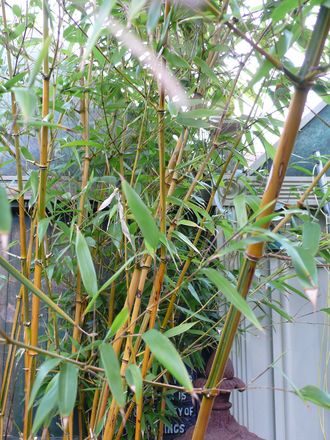 Bamboo (Phyllostachys aureosulcata (Yellow-groove bamboo))