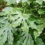 Fatsia japonica (Japanese aralia)