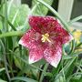 Fritillaria (Fritillaria meleagris (Snake's head fritillary))