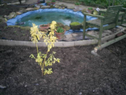 new pond in my allotment