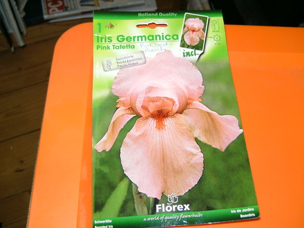 Iris germanica (Iris germanica (Orris))