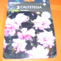Calystegia hederacea