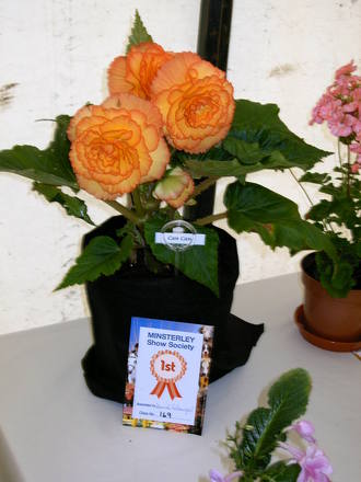 Can-Can Begonia (Begonia)