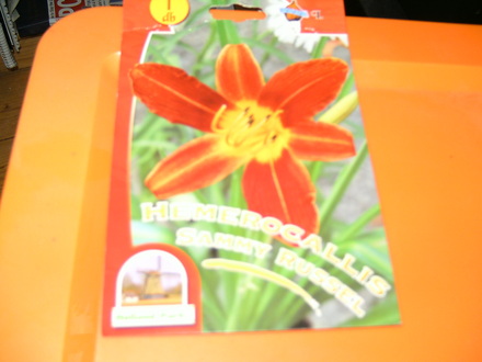 Hemerocallis Sammy Russel (Hemerocallis Sammy Russel)
