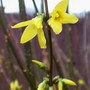 Forsythia (Forsythia x intermedia)