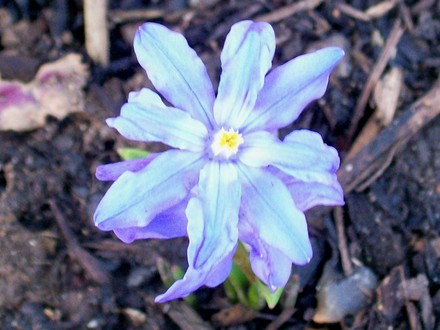 Glory of the Snow (Chionodoxa luciliae (Glory of the snow))