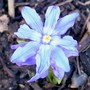 Chionodoxa luciliae (Glory of the snow)