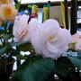 2006_shows002