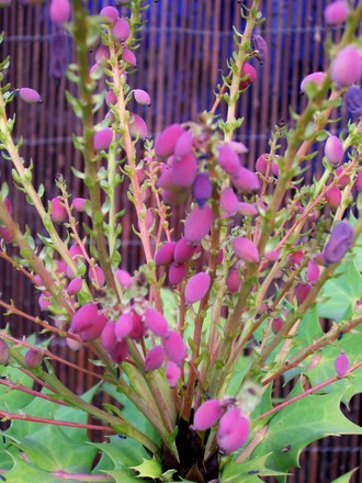 Colourful Mahonia Fruit (Mahonia japonica (Mahonia))