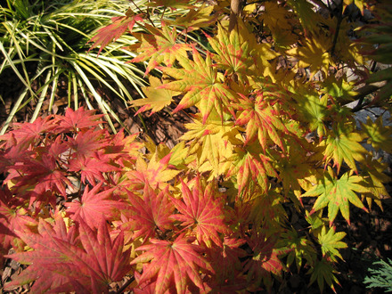 Acer shirasawanum 'Autumn Moon' Fall foliage