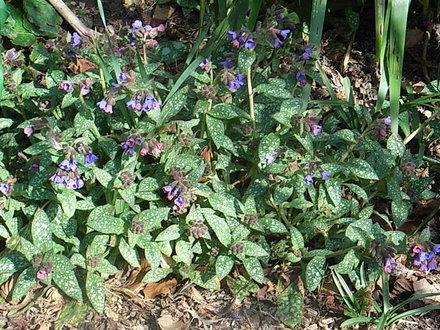 Pulmonaria officinalis (Pulmonaria officinalis)