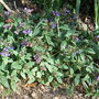 Pulmonaria officinalis (Pulmonaria officinalis)