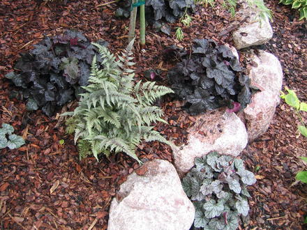 Heuchera and Japanese painted fern
