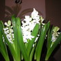 Hyacinth's (Hyacinthus orientalis (Hyacinth))