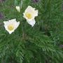 Pulsatilla