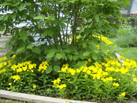 Evening Primrose