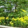 Evening Primrose
